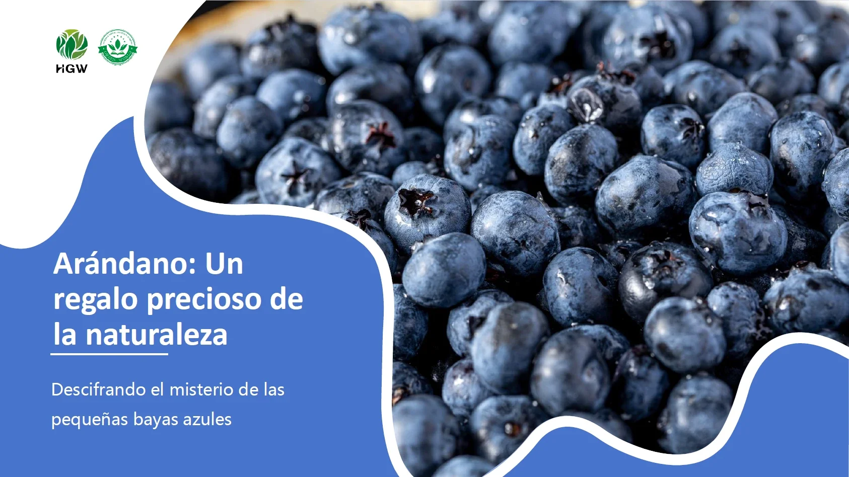 Arándano un regalo precioso de la naturaleza